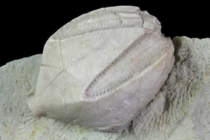 Blastoid (Pentremites) Fossil - Illinois #68952